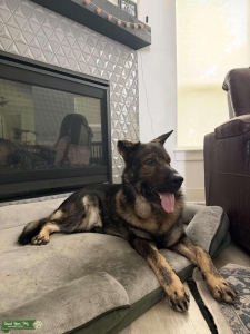 German shepherd Male Listing Image