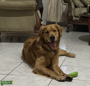 CKC Golden Retriever Stud Listing Image