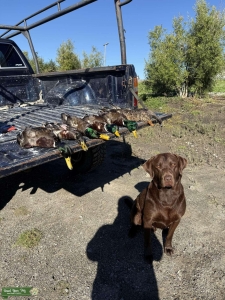 Chocolate lab Listing Image