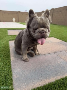 Joey | Full Fluffy (Lh/Lh) French Bulldog Stud | Embark Tested Listing Image