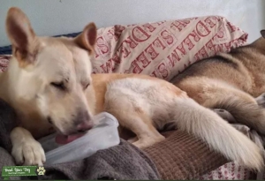 very good dog Listing Image