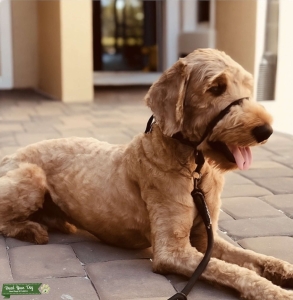 Exceptional F1 Goldendoodle Stud | Embark Health Tested | Family-Raised | Tampa Bay Listing Image