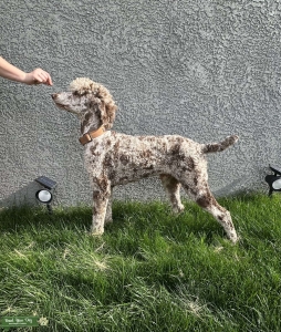 PROVEN Persistent Moz gets it done! OFA hips/elbows GOOD/negative for dysplasia  Listing Image