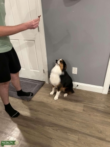 Mini Aussie Stud Listing Image