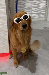 Golden retriever Stud service’s  Listing Image