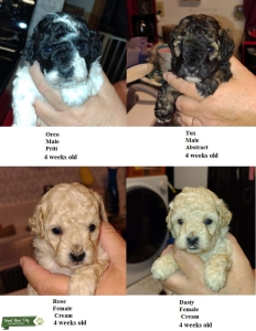 miniature poodles. Listing Image