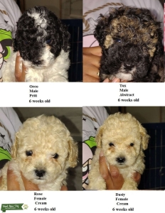 miniature poodles. Listing Image