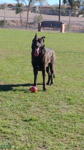 Stud Dog Listing Image