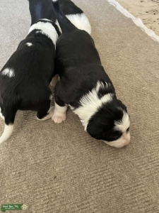 Adorable Border Collies Listing Image