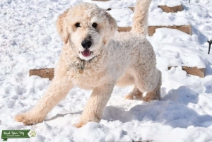 Cream F1 Goldendoodle Listing Image