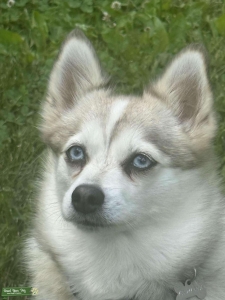 Pomsky Bitch Listing Image