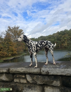 Black Spotted Dalmatian Bitch Ky Listing Image