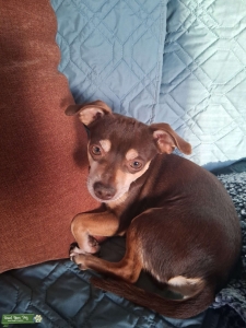 Chihuahua/Mini Pinscher Stud Listing Image