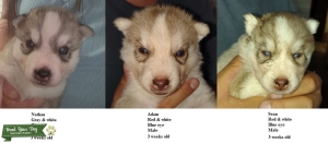 AKC Reg., Champion lines, Siberian huskies Listing Image