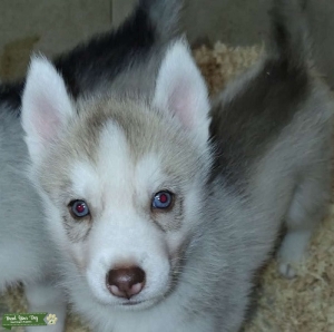 AKC Reg., Champion lines, Siberian huskies Listing Image