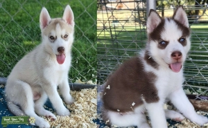 AKC Reg., Champion lines, Siberian huskies Listing Image