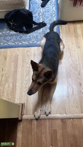 Looking to breed with Purebred Shorthair GSD female Listing Image