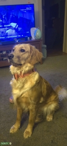 Lucy is looking for a stud for a baby daddy Listing Image