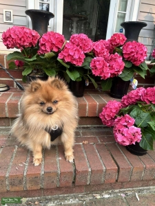 Stud looking for mate  Listing Image