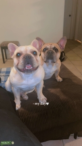 AKC French Bulldog Stud Listing Image