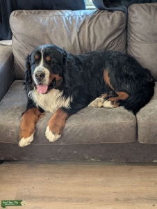 Bernese mountain dog stud Listing Image