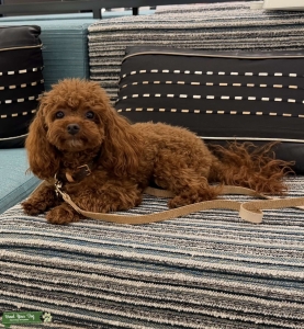Korean Toy Poodle available for stud Listing Image