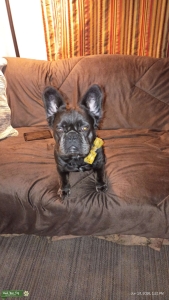 Blue male fluffy french bulldog  Listing Image