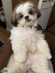 Male Shih Tzu Listing Image