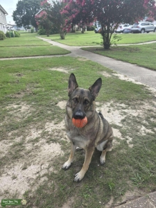 Pure bred German shepherd Listing Image