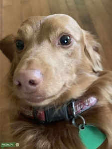 Beautiful red long haired dachshund  Listing Image