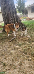Sheltie Sable Listing Image