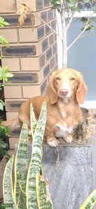 Cream Miniature Dachshund Stud Service Listing Image