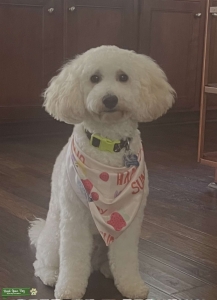  AKC Poodle Stud – Prince Listing Image