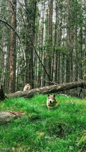 Wolf Dog for Stud Listing Image