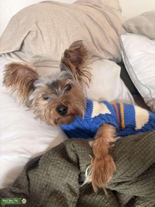 Teacup Yorkie Listing Image