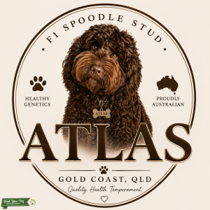 Spoodle stud  Listing Image