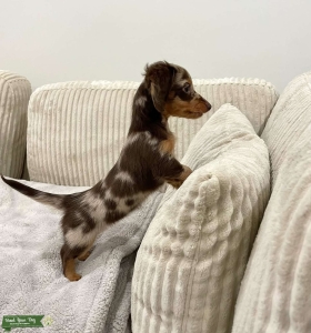 DACHSHUND PUPPIES  Listing Image