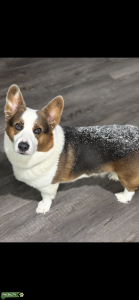 5yr Male corgi Listing Image