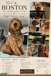 Beautiful F1 Goldendoodle Stud – Exceptional Temperament & Family Companion Listing Image