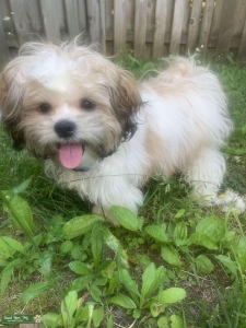 Stud Dog Listing Image