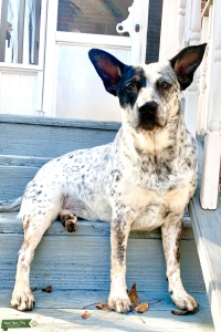 Blue Heeler Boy Looking to Breed Listing Image