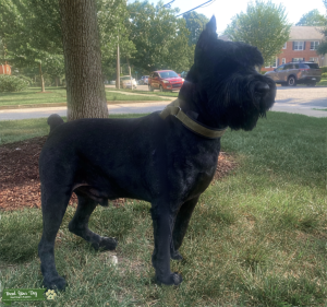 Male AKC Registered (Limited) Black Giant Schnauzer — Available for Stud Listing Image