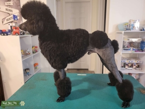Ckc paw Black abstract mini poodle Listing Image