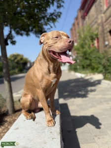 King Ace – Powerful American Bully Stud in Toronto Listing Image