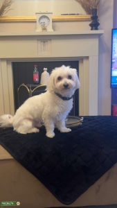 Maltese stud Listing Image