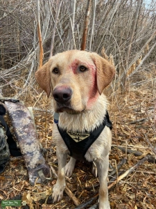 AKC Hunting Stud Listing Image