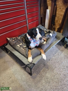 First Time Stud, Greater Swiss Mountain Dog Listing Image