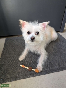 White Chorkie Listing Image