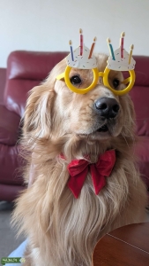 Health tested - Champion Bloodline Pedigree Golden Retriever Listing Image