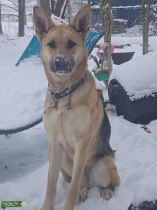 Female German Shepherd Listing Image